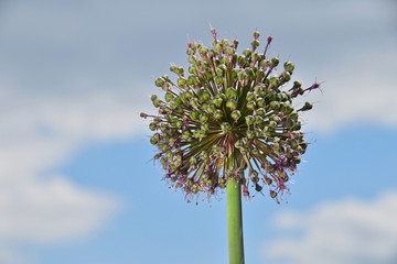 One green onion leek flower blossom over blue sky