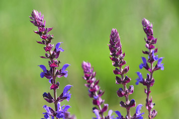 Purple sage salvia flowers over green meadow