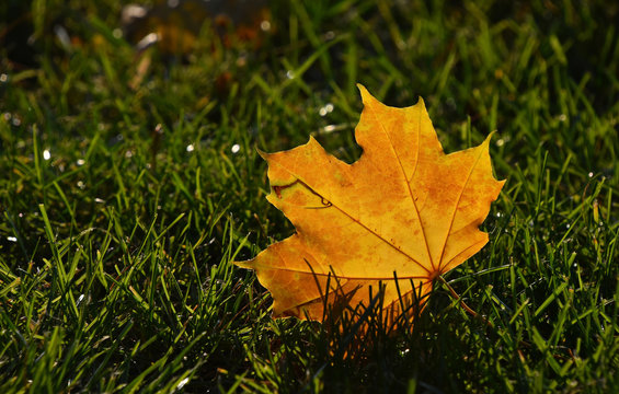 Yellow autumn sunshine maple leaf in green grass