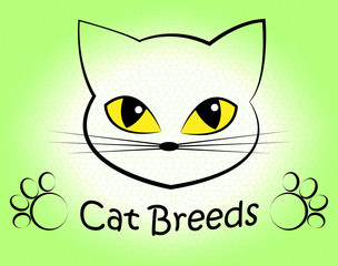 Cat Breeds Indicates Offspring Breeding And Bred