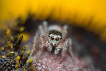 spider, macro, insect, nature, outdoor, closeup, orange, colorful, arachnid, jumping, leaf