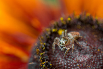 spider, macro, insect, nature, outdoor, closeup, orange, colorful, arachnid, jumping, leaf