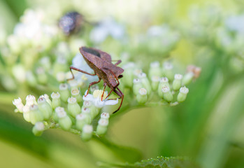 bug, brown, closeup, isolated, photo, hemiptera, imago, macro 