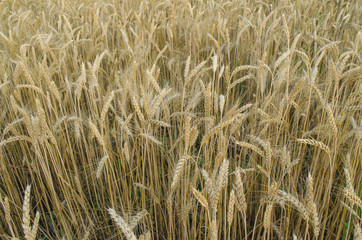 wheat field in Sunny day