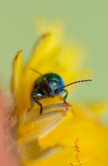 bug, shield, photography, closeup, pest, beak-like, coloration, leaf, droplets, detail