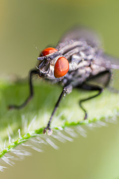 fly, macro, insect, animal, leaf, closeup, green, pest, small, wing, nature, eye