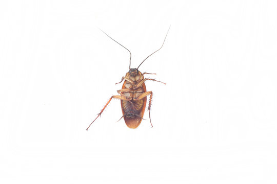 Cockroach on white background.