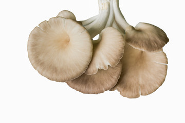 oyster mushroom on white background