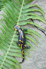Beautiful fire salamander in the bright coloration in natural co