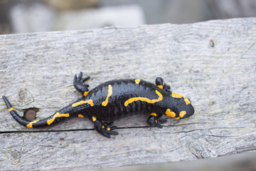 Beautiful fire salamander in the bright coloration in natural co