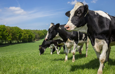 Naklejka na ściany i meble Dutch Holstein Zwartbont cows on a hill