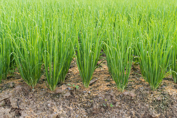 Onion plantation in the vegetable garden