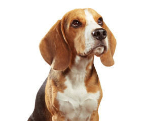 Studio portrait of beagle isolated on white background - obrazy, fototapety, plakaty
