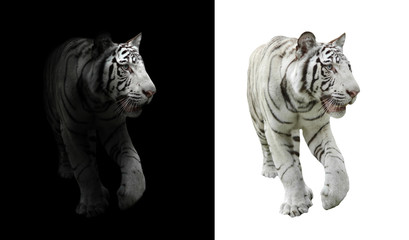 Naklejka premium white bengal tiger in dark and white background