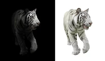 Papier Peint photo Tigre Tigre du Bengale blanc sur fond noir et blanc