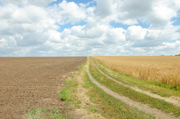 Village road in wheat field under cloudy sky.