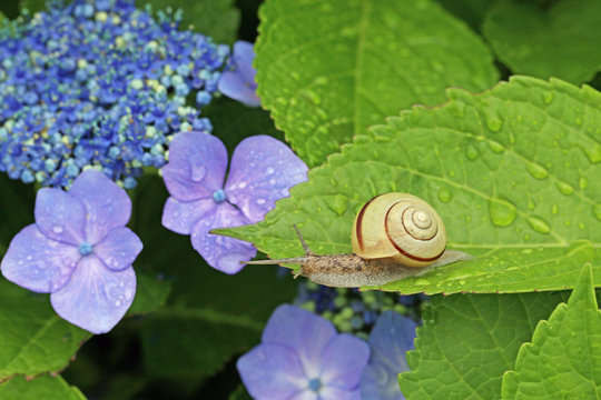 紫陽花とカタツムリ