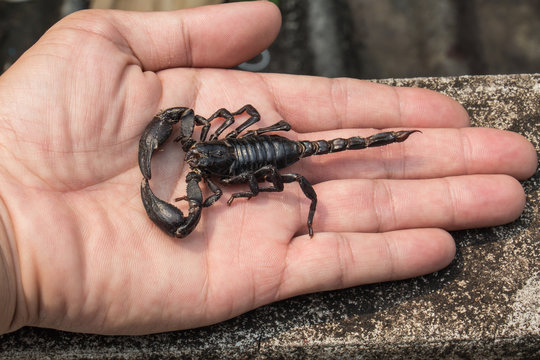 black scorpion on hand