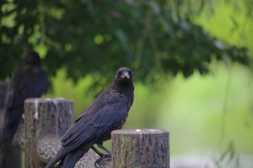 Fototapeta premium ハシボソガラス(Carrion crow / Corvus corone) / 栃木県にてハシボソガラスを撮影しました。