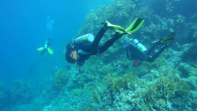 Three scuba divers with a coral reef, Red sea, Egypt, Africa
