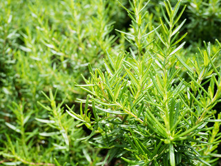 Fresh rosemary organic herb grow outdoor close up