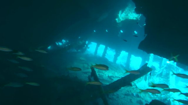 Scuba diver at school of Yellowfin goatfish (Mulloidichthys vanicolensis) inside the wreck of the SS Dunraven, Red Sea, Egypt
