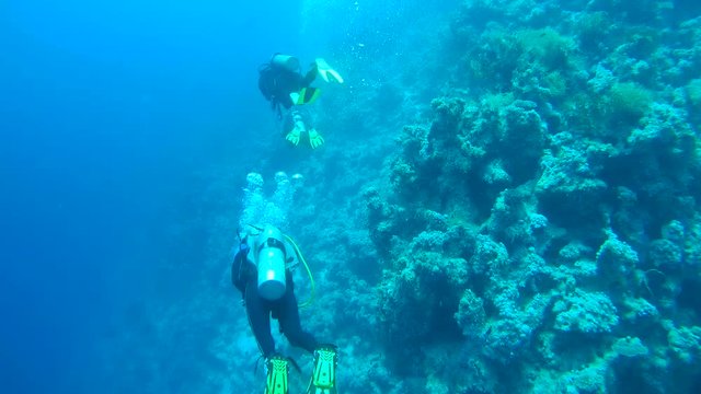 Three scuba divers with a coral reef, Red sea, Egypt, Africa
