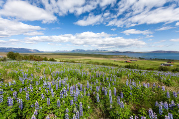View at Icelandic plains during summertime