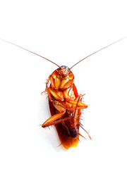 Cockroach lying flat on a white background.