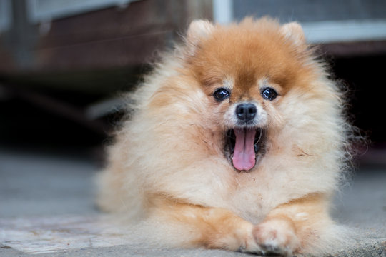 Pomeranian dog in a yawn face