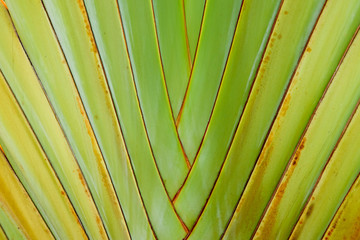 close-up of traveler's tree or traveler's palm