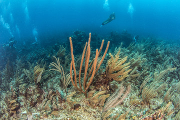 Fototapeta na wymiar Scuba Diving in Belize