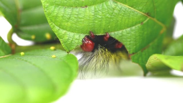 Hairy caterpillar of moth eating host plant 