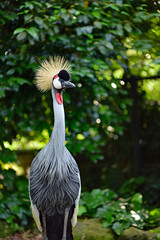 ホオジロカンムリヅル / Grey crowned crane