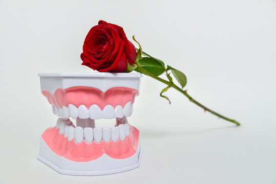 Dental jaw and rose flower, dentist day celebration picture