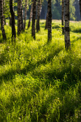 Sunlight in the green forest, spring time