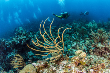 Plongée sous-marine au Belize