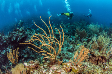 Naklejka na ściany i meble Scuba Diving in Belize