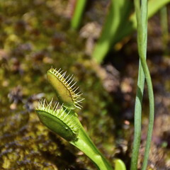 dionaea muscipula carnivorous plant