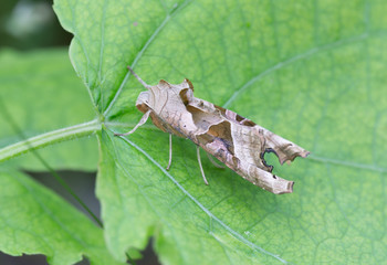 Angles shades, Phlogophora meticulosa on leaf