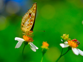 butterfly fly on flower