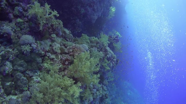 Tropical Fish on Vibrant Coral Reef