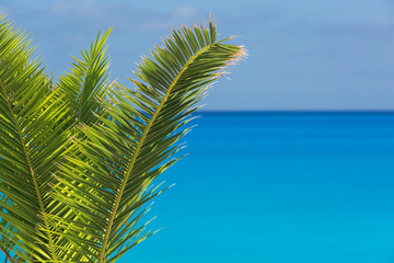 Fototapeta na wymiar Palm tree leaves and deep blue sky over turquoise ocean