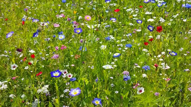 Bunte Sommerwiese im Wind