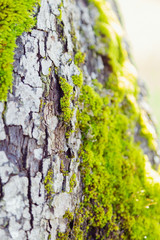 Green moss on tree bark