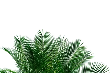 Crédence de cuisine en verre imprimé Palmier palm leaves with copy space on white background