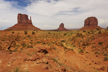 Fototapeta premium Old tree looking at the West and East Mitten Buttes and Merrick's Butte 