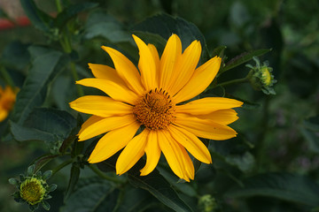 yellow daisy