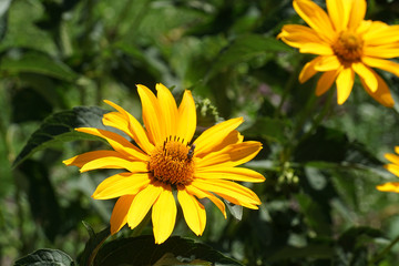 yellow daisy