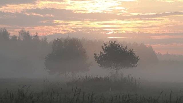 Summer landscape with beautiful thick fog sunrise over fields with treetops visible through fog

